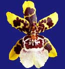 Wildcat 'Green Valley'